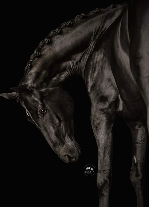 Horse Photo Black Background, Black And White Animal Photography Wildlife, Valegro Horse, Running In Snow, Sculpture Reference, Black Background Portrait, Equine Photography Poses, Kathiyawadi Horse, Jumping Horses