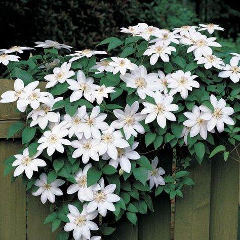 Perennial Flowering Vines, Clematis Nelly Moser, Evergreen Clematis, Clematis Jackmanii, Clematis Varieties, Climbing Clematis, White Clematis, Sweet Autumn Clematis, Low Growing Shrubs