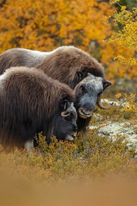 Check out the top 21 animals of Alaska!! #photography #photo #animalphotography #wildlife #uswildlife Bald Eagle Images, Polar Bear Images, Alaska Photography, Alaska Wildlife, Eagle Images, Animal Guides, Deer Family, List Of Animals, Road Trip Adventure