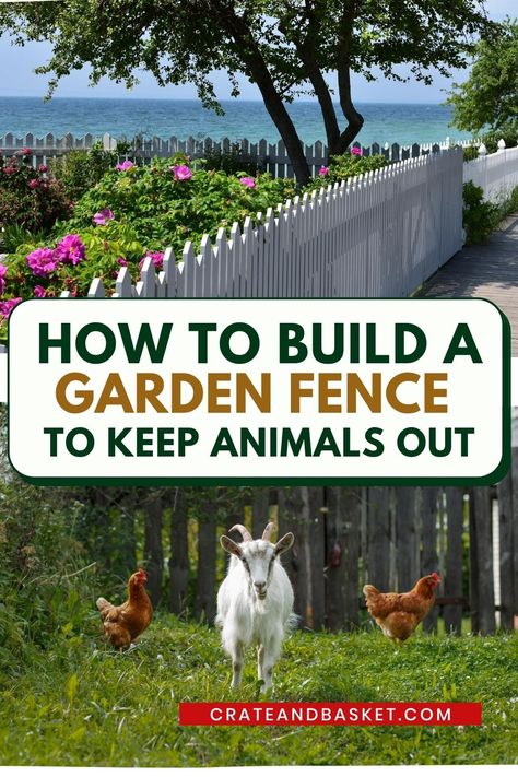 Building a beautiful vegetable garden is always in a gardeners’ mind but comes with challenges. One of these challenges is keeping animals out of the garden and away from your crop. They may be persistent and a great nuisance. Sometimes the best way to keep them out is to build a garden fence.  #howto #easydiy #chickenwire #onabudget #painted #gardenfence #crateandbasket Build A Garden Fence, Beautiful Vegetable Garden, Build A Garden, Building A Fence, Garden Fencing, Garden Fence, Chickens Backyard, Flower Beds, Vegetable Garden