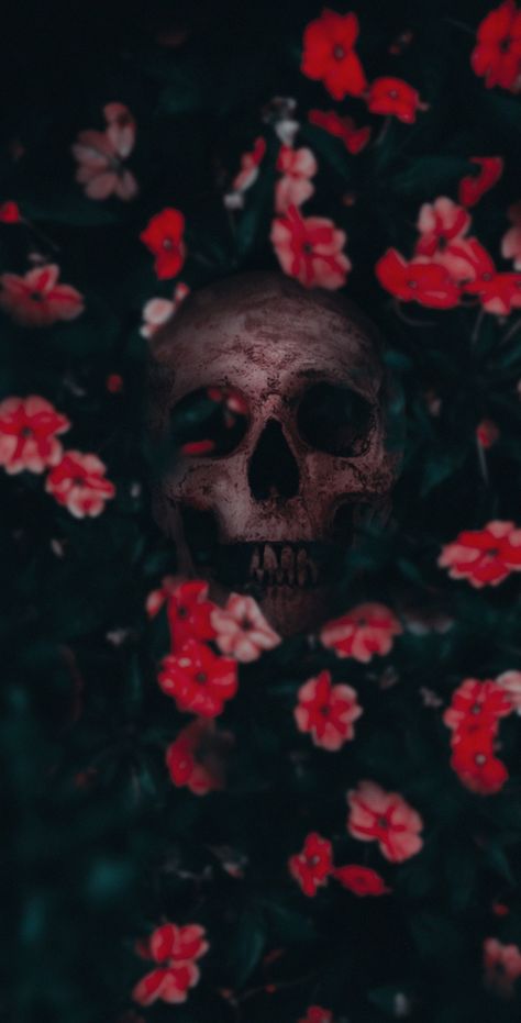 Skull Iphone Wallpaper, Rose Profile, Book Cover Art Ideas, Skeleton Pics, Halloween Wallpaper Backgrounds, Skull And Roses, Roses Wallpaper, Goth Wallpaper, Black Phone Wallpaper