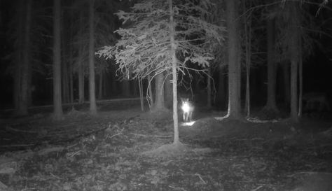 Wolf steals trail camera and video evidence ‘is a bit telling’ Trail Camera Pictures, Wolf Running, Inktober 2024, Trail Cameras, Two Wolves, Trail Camera, Wolf Photos, Original Characters, A Wolf