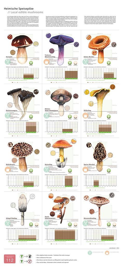 Local Edible Mushrooms on Behance Planning Sport, Growing Mushrooms At Home, Botanical Sketchbook, Mushroom Pictures, Beautiful Butterfly Photography, Edible Mushrooms, Natural Ecosystem, Mushroom Fungi, Mushroom Art