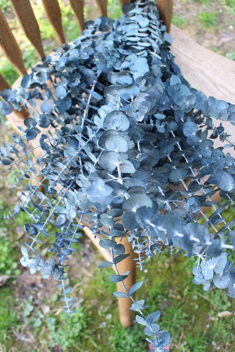 "Bunch of preserved, frosted blue spiral eucalyptus.  The perfect addition to floral arrangements. A bunch is approximately 23\"-30\" long. 100% Real Preserved Eucalyptus Weight - 7-8 ounce or 14-16 ounce options 7-8 ounce bunch has approximately 6 to 9 stems. 14-16 ounce has approximately 14 to 18 stems. Sold by weight, not stem count.   Preserved Eucalyptus is great for: * Weddings * Home Decor * Sola Flowers * Special Events Greenery only. Preserved eucalyptus will last for years to come. Shi Greenery For Bouquets, Bouquets Eucalyptus, Spiral Eucalyptus, Preserved Eucalyptus, Dinner Decor, Greenery Bouquet, Blue Spiral, Silver Dollar Eucalyptus, Eucalyptus Greenery