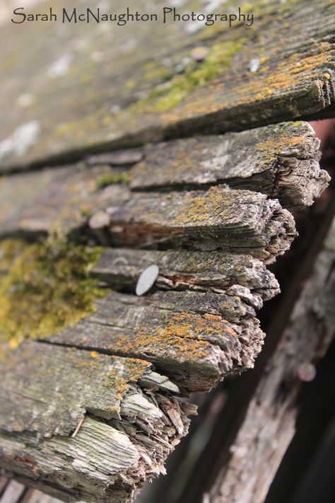 Weathering Wood, Wood Bark Texture, Rough Wood Texture, Wood Illustration Texture, Tree Trunk Texture, Rotten Wood, Stylized Wood Texture, Wood Props, Scratched Wood