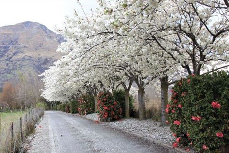 PRUNUS serrulata Shirotae Mount Fuji Cherry | Easy Big Trees Flowers In October, Prunus Serrulata, Big Trees, Cherry Blossom Trees, Meditation Garden, Pink Garden, Big Tree, Mount Fuji, Cherry Blossom Tree