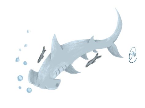 Scalloped Hammerhead by PTElephant on DeviantArt Hammerhead Shark Art, Scalloped Hammerhead, Shark Art, Hammer Head, Back Friday, Hammerhead Shark, Underwater Creatures, Sharks, Sonic The Hedgehog