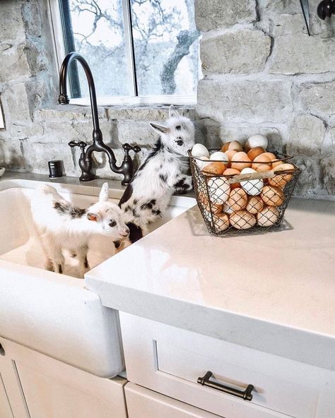 Farmhouse Style Decor on Instagram: “They have goats in the sink! 😂 How cute is this? 😍 Do you wish you had baby goats in your kitchen? 🐐 TAG a friend to brighten up their…” Thermaland Oaks, Fresh Farmhouse, Baby Farm Animals, Future Farms, Farm Lifestyle, Cute Goats, Mini Farm, Baby Goats, Hobby Farms