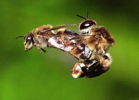 bee mating flight Apiary Beekeeping, Honey Bee Facts, Male Bee, Drone Bee, Raising Bees, Bee Colony, Honey Bee Hives, Bee Farm, Bee Keeper