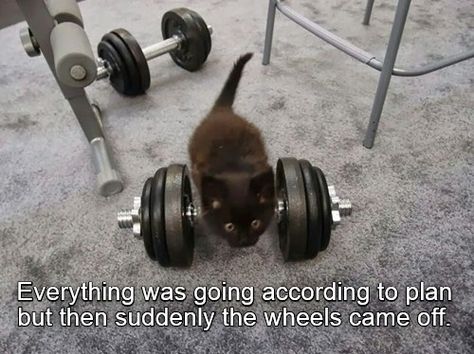 Uh oh... Cat Gym, Mean Cat, Kinds Of Cats, Uh Oh, Cats Funny, Funny Cat Memes, Cute Animal Pictures, The Funny, Silly Cats