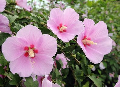 Name In Korean, Hibiscus Syriacus, Korean Word, Korean Tattoos, National Flower, Neck Tattoo For Guys, Wallpaper Flower, Rose Of Sharon, Sleeves Ideas