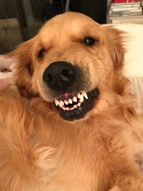 Canine Teeth Human Smile, Dog Teeth Aesthetic Red, Dog Showing Teeth, Brush Dogs Teeth, Brushing Dogs Teeth, Toothy Smile, Teeth Aesthetic, Dogs Teeth, Golden Retriever Funny