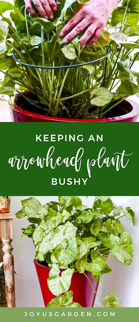 Arrowhead Plant, Household Plants, Plant Care Houseplant, Thriving Garden, Inside Plants, Indoor Plant Care, Flower Care, House Plants Decor, House Plant Care