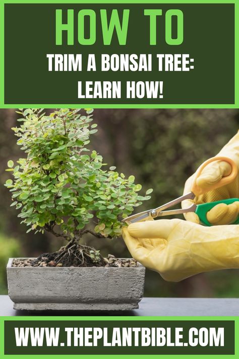 How to Trim a Bonsai Tree Bonsai How To, Bonsai Plants Indoor, Ficus Tree Indoor, Horticultural Therapy, Garden Bonsai Tree, Elm Bonsai, Tree Types, Bonsai Diy, Bonsai Making