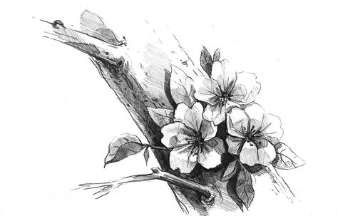 ArtStation - Cherry Flower, Ania Przybylko Cherry Blossom Drawing, Charcoal Picture, Stitch Fix Women, Pencil Drawings Of Flowers, Ticci Toby, Drawing Hair, Cherry Flower, Sketch Paper, Flower Sketches