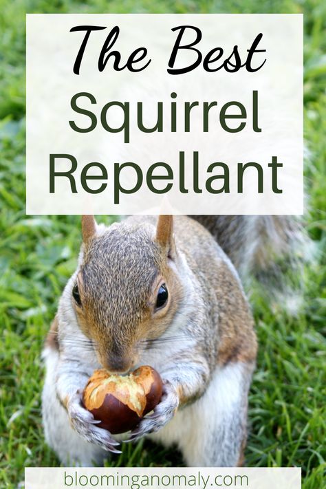 Squirrel Proof Garden, Squirrel Repellant, Squirrel Repellent, Get Rid Of Squirrels, Repellent Diy, Rodent Repellent, Urban Gardens, Growing Veggies, Strawberry Plants