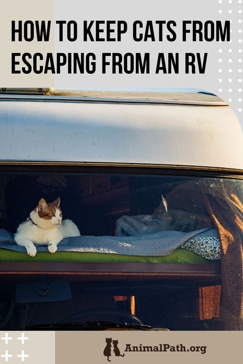 How to keep cats from escaping from an RV? Rv Camping With Cats, Full Time Rv Living With Cats, Rv With Cats, Rv Cat Enclosure, Camper Cat, Cat Camping, Rv Cat, Taking Cat, Camping With Cats