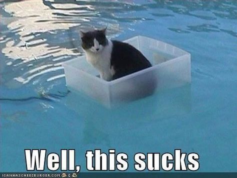 Now that's what I call up shit creek without a paddle... Humor Animal, Funny Cat Compilation, Koci Humor, Cutest Animals, Funny Animal Pictures, Funny Animal, Crazy Cat Lady, Animal Memes, Bones Funny