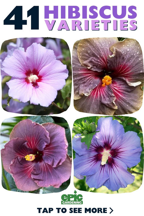 Several different varieties and colors of hibiscus flowers Types Of Hibiscus Flower, Hibiscus Varieties, Best Perennials For Shade, Hibiscus Bush, China Flowers, Hibiscus Garden, Hibiscus Tree, Partial Shade Plants, Hardy Hibiscus