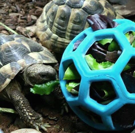 Hol-ee Roller Tortoise Foraging Toy - petdiys.com Outdoor Tortoise Enclosure, Turtle Enclosure, Russian Tortoise Diet, Red Footed Tortoise, Turtle Care, Tortoise Food, Tortoise House, Turtle Homes, Tortoise Enclosure