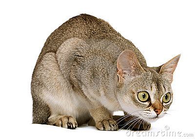 Crouching Singapura cat Cat Crouching, Small Cat Breeds, Singapura Cat, Domestic Cat Breeds, Morning Cat, Tiny Cats, Cat Reference, Cat Pose, Cat Facts