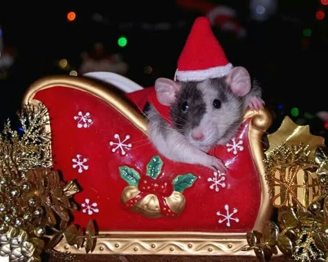 Memories of Lilly Christmas Pets, Fancy Rat, Cute Rats, A Rat, Mouse Rat, Unusual Animals, Pet Rats, Rodents, Christmas Hat