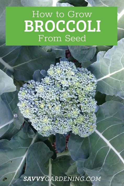 Broccoli is easy to cultivate in a home garden even for a beginner gardener. With just a little bit of effort, you can save yourself lots of money by growing broccoli from seed, rather than getting transplants from your local garden center. In this article, you'll find gardening tips for growing broccoli from seed, including sowing, transplanting, and care in your vegetable garden. How To Grow Broccoli, Grow Broccoli, Broccoli Leaves, Broccoli Plant, Growing Broccoli, Broccoli Seeds, Vegetable Garden For Beginners, Seed Starter, Food Forest