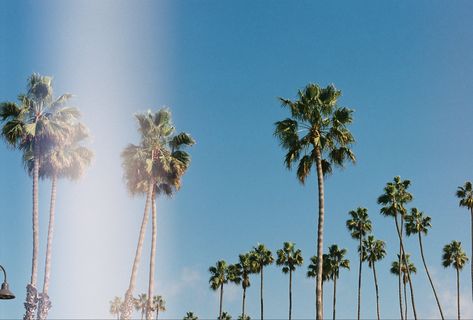 35mm film photo of palm trees in San Clemente California California Palm Trees Aesthetic, Palm Tree Desktop Wallpaper, Summer Vibes Aesthetic Wallpaper Desktop, La Desktop Wallpaper, Summer Beach Wallpaper Laptop, Summer Vibes Aesthetic Wallpaper Laptop, Summer Vibes Wallpaper Laptop, Coastal Macbook Wallpaper, Beach Aesthetic Wallpaper Desktop