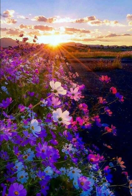 Image Nature, Foto Tips, Flower Field, Beautiful Sunset, Flowers Photography, Beautiful Photography, Amazing Nature, Nature Pictures, Sicily