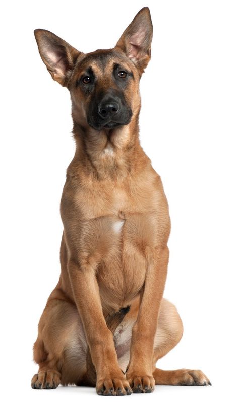 Pastor belga, malinois, 5 meses de edad,... | Premium Photo #Freepik #photo #perro #animal #lindo #blanco Pastor Belga Malinois, Belgium Malinois, Belgian Malinois Dog, Malinois Dog, Background Cute, Belgian Shepherd, Pet Shampoo, White Background Photo, Belgian Malinois