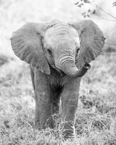 Baby elephant Elephant Asthetic Picture, Baby Elephant Images, Baby Elephant Pictures, Mix Tiles, Gentle Gray, Baby Elephant Tattoo, Elephant Black And White, Elephant Photography, Elephant Wallpaper