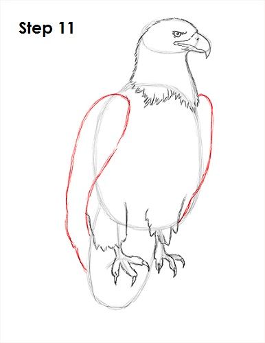 Bald Eagle Drawing 11 How To Draw An Eagle, Eagle Drawing Sketches, Bald Eagle Drawing, Eagle Drawings, Bird Anatomy, Disney Canvas Paintings, Bald Eagle Art, Drawing Birds, Drawing Instructions