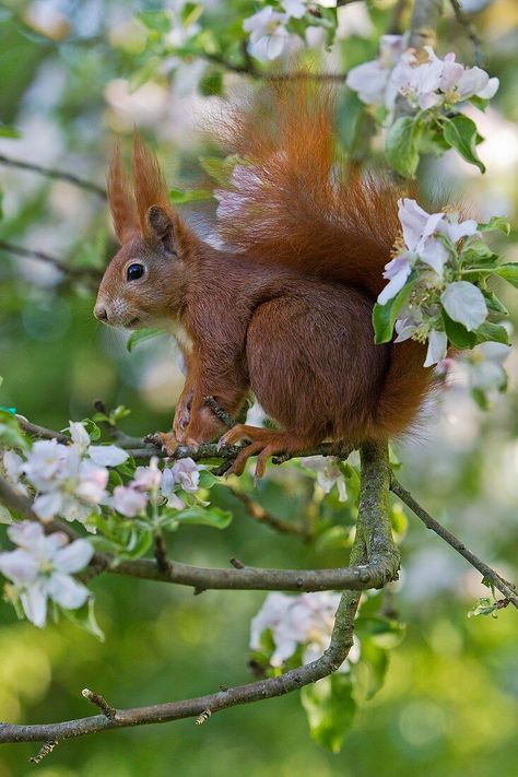 Saxony Germany, Lower Saxony, Aesthetic Board, Red Squirrel, Saxony, Apple Tree, Squirrels, More Pictures, Reptiles