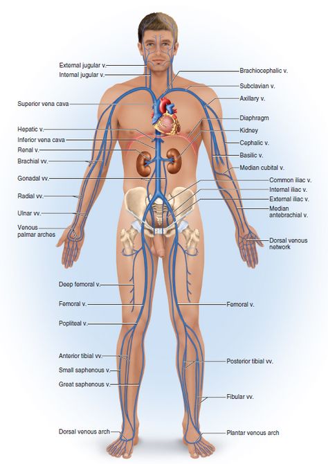 The major systemic veins are as follows: Jugular (Internal and External), brachiocephalic, subclavian, cephalic, brachial, ulnar, radial, common iliac, femoral, great saphenous, popliteal, and tibial. The veins return the blood back to the heart; venous return. Human Body Organs, Body Diagram, Human Body Anatomy, Human Anatomy And Physiology, Health And Fitness Magazine, Medical Anatomy, Healthy Diet Tips, Body Organs, Body Anatomy