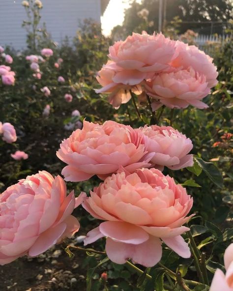 Peony Flower Field, Light Pink Peony, Best Roses, Victoria Magazine, Painting References, Light Pink Flowers, Victorian Decor, Beautiful Flower Arrangements, Pink Peony