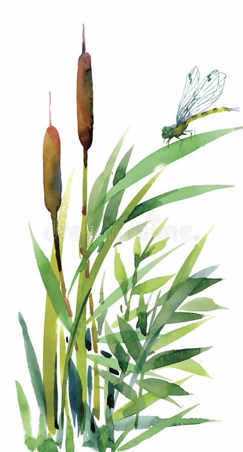 Bullrushes Art, Cattail Drawing, Reeds Drawing, Reeds Illustration, Watercolor Cattails, Cattail Painting, Painting Cattails, Cattails Painting, Cattails Drawing