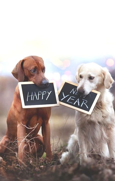 "Happy New Year" Really Funny Dog Videos, Happy New Year Dog, Happy New Year 2024, Funny Dog Memes, Funny Cats And Dogs, Funny Dog Pictures, Happy Year, Dog Images, Funny Dog Videos