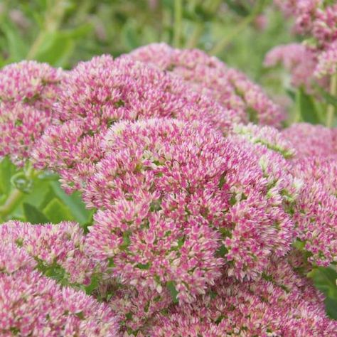 Japanese Spirea, Spirea Shrub, Spiraea Japonica, Pruning Shrubs, Hardiness Zones, Garden Cart, Plant Diseases, Modern Victorian, Late Winter