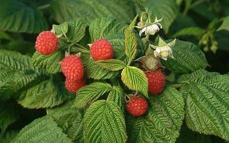 Raspberries Fruit Cage, Raspberry Bush, Growing Raspberries, Raspberry Plants, Raspberry Leaf Tea, Red Raspberry Leaf, Vegetable Planters, Heavy Periods, Plant Ties