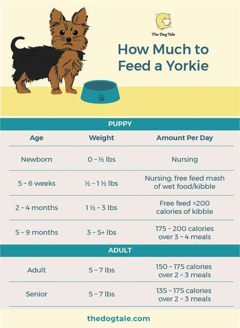 Puppy Feeding Schedule, Yorkie Puppy Training, Yorkie Puppy Care, Yorkshire Terrier Grooming, Yorkie Poo Puppies, Puppy Schedule, Morkie Dogs, Yorkie Haircuts, Biewer Yorkie