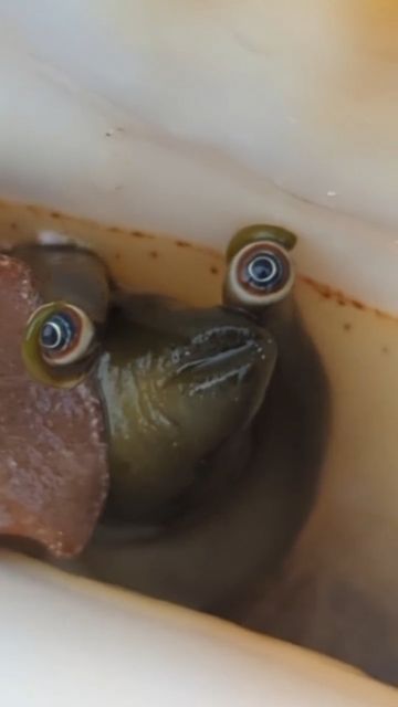 The Nature Wolf (Daily Nature Content) on Instagram: "Good googly moogly 👁👁 🎥 from @slinginsteel It's a large, googly-eyed sea snail species known as a milk conch (Macrostrombus costatus). One of over 60 known species of sea snails that build elaborate shells as a home and a form of protection from predators. A face that needs its own cartoon show. 🌲🌲🐺🌲🌲 Follow @thenaturewolf for more interesting nature content. P.S. If you're into outrageous animal voiceover videos, check out my othe Snail Species, Brain Smoothie, Conch Snail, Cone Snail, Shell Animals, Sea Snails, Science Girl, Monster Fishing, Molluscs