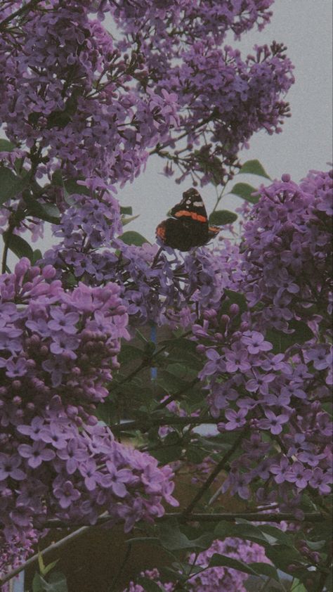 #vintage #aesthetic #butterfly #purple #vintagestyle Purple Buterfluffy, Butterfly Aesthetic Wallpaper Vintage, Purple Butterflies Aesthetic, Butterfly Purple Aesthetic, Lavender Aesthetic Vintage, Purple Wallpaper Iphone Vintage, Purple Aesthetic Vintage, Martina Core, Purple Butterfly Aesthetic