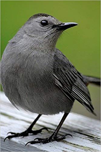 Grey Catbird, Gray Catbird, Colorado Birds, Bird Journal, Picture References, Wellness Board, Birding Journal, Cat Bird, Bird Photos