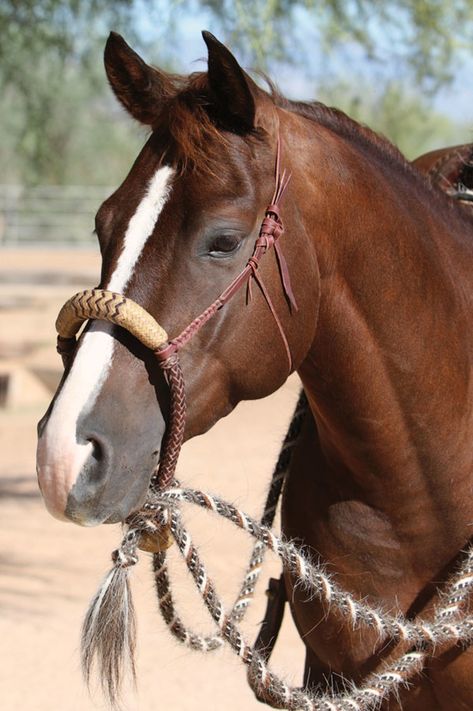 Get a Handle on Hackamores. Hone your horse-headgear knowledge, and learn the ins and outs of the traditional hackamore. Hackamore Bridle, Rawhide Braiding, Cow Horse, Horse Halters, Reining Horses, Horse Info, Horse Riding Clothes, Horse Equipment, Cowboy Horse