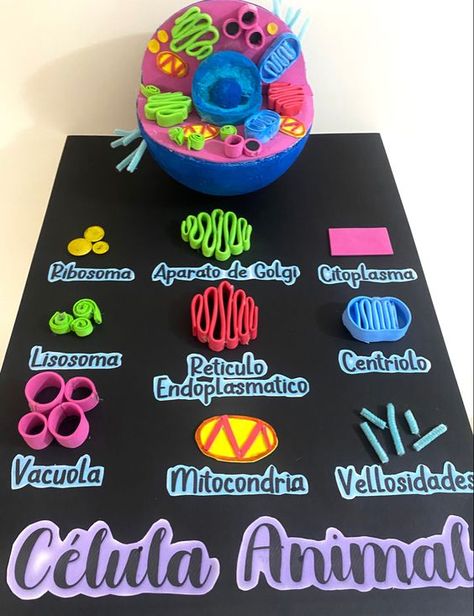 Plant Cell Project, Cell Model Project, Animal Cell Project, Presentation Ideas For School, Cells Project, Biology Projects, خريطة ذهنية, Penanda Buku, مشروعات العلوم