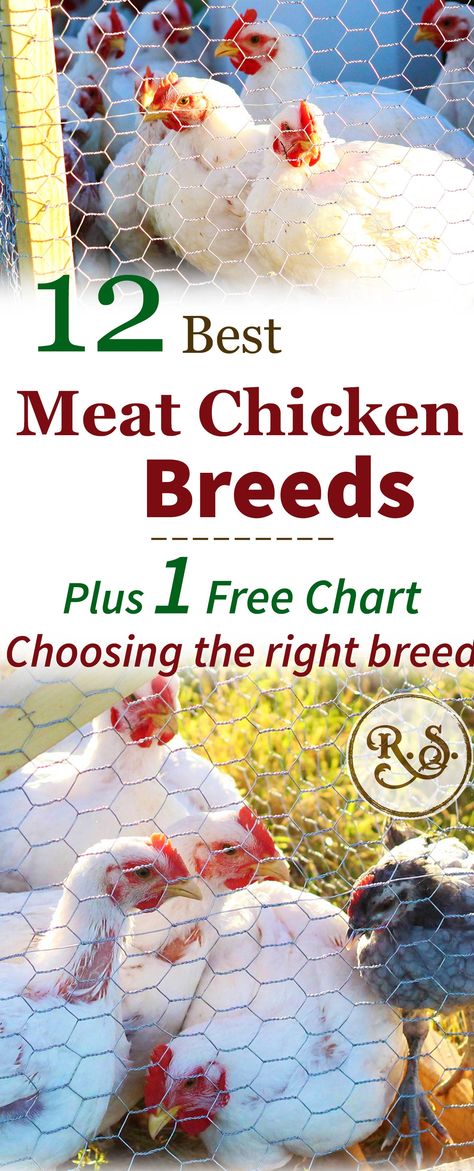 Chicken Breeds For Meat, Best Meat Chicken Breeds, Butchering Chickens, Meat Chickens Breeds, Alpaca Farming, Chickens Coop, Raising Meat Chickens, Farming Animals, Chickens 101