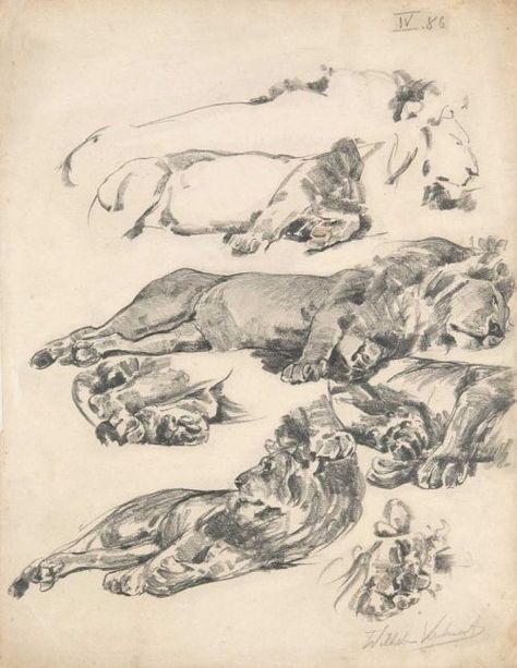 Wilhelm Kuhnert, Eyes Study, Laura Robb, Colley Whisson, Andy Evansen, Charcoal Sketches, American Painters, Lion Sketch, Internet Art