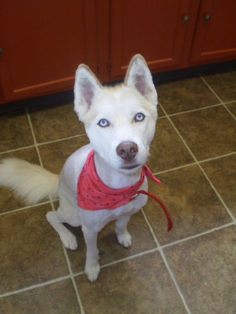 Siberian Husky - New Haircut - Echo Dog Haircut, Dog Haircuts, Boxer Mix, New Haircut, Husky Dogs, New Haircuts, Siberian Husky, Australian Shepherd, Dog Hair