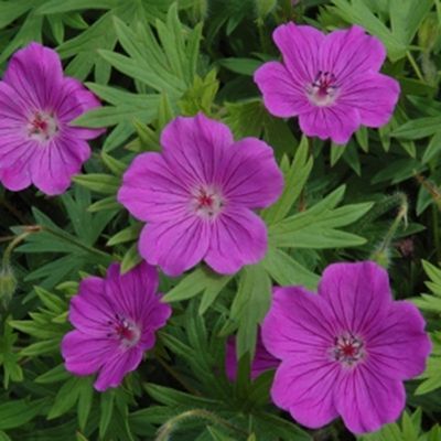 Botanical Reference, Mums Garden, Geranium Care, Geranium Sanguineum, Yard Flowers, Ferns Care, Cranesbill Geranium, Daylily Garden, Court Yard