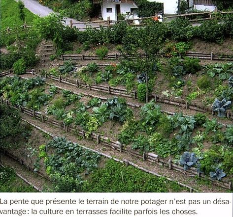 Terraced Vegetable Garden, Hillside Farms, Terrace Garden Ideas, Hillside Garden, Sloped Backyard, Garden Stairs, Hillside Landscaping, Garden On A Hill, Sloped Garden